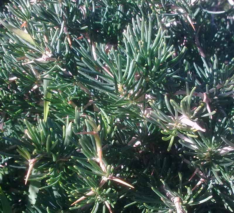 Pianta di gariga - Asparagus albus